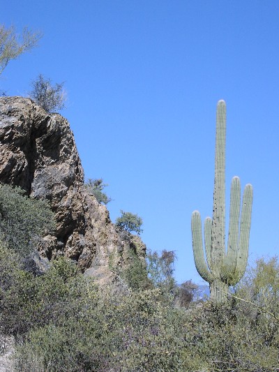 saguaro.jpg
